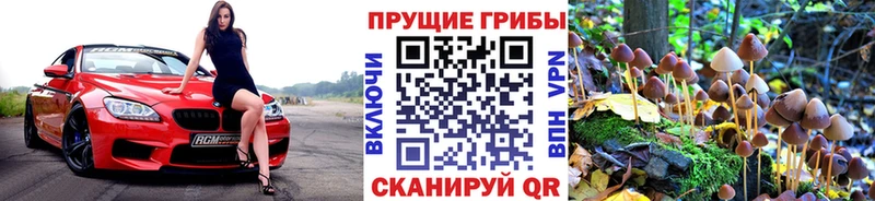 закладки  Находка  Галлюциногенные грибы Psilocybe 